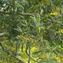 Acacia Confusa 10 zaden - Acacia petit Feuille